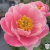 Paeonia 'Salmon Dream' - Pojeng 'Salmon Dream' C7/7L